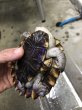 画像4: ノコヘリカブトガメ　甲長１１．５ｃｍ (4)