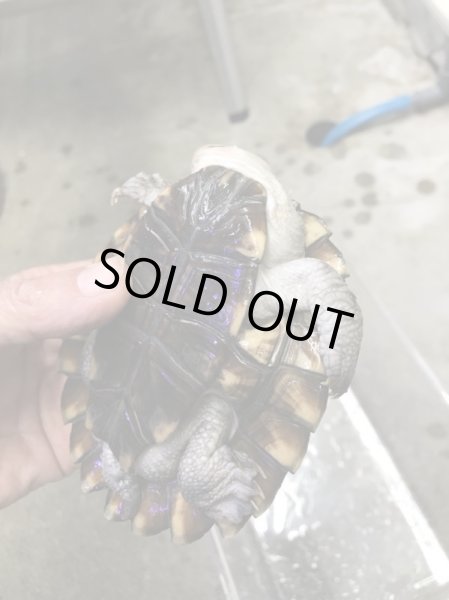 画像4: ノコヘリカブトガメ　甲長１１．５ｃｍ (4)