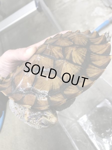 画像2: ノコヘリカブトガメ　甲長１６ｃｍ (2)