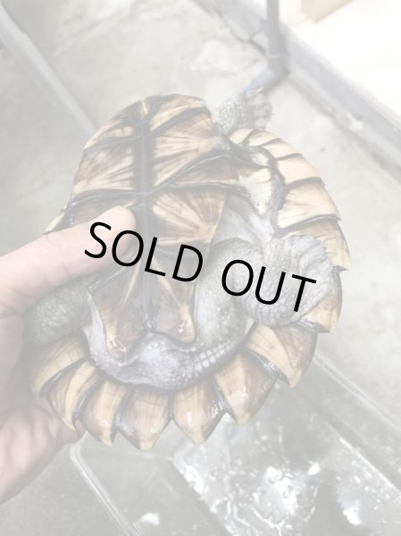 画像4: ノコヘリカブトガメ　甲長１６ｃｍ (4)