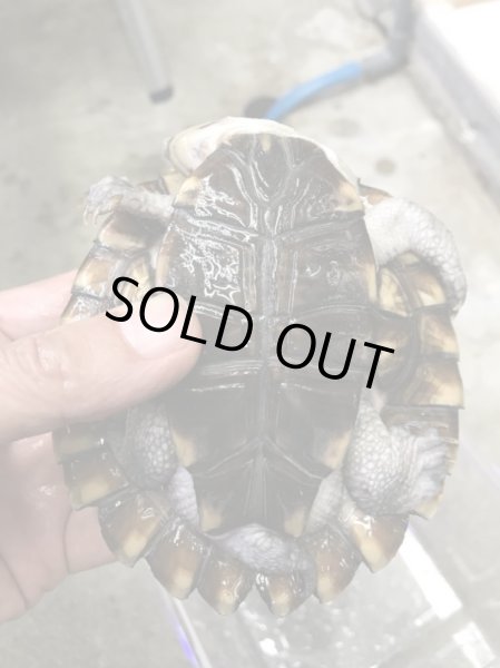 画像3: ノコヘリカブトガメ　甲長１１．５ｃｍ (3)