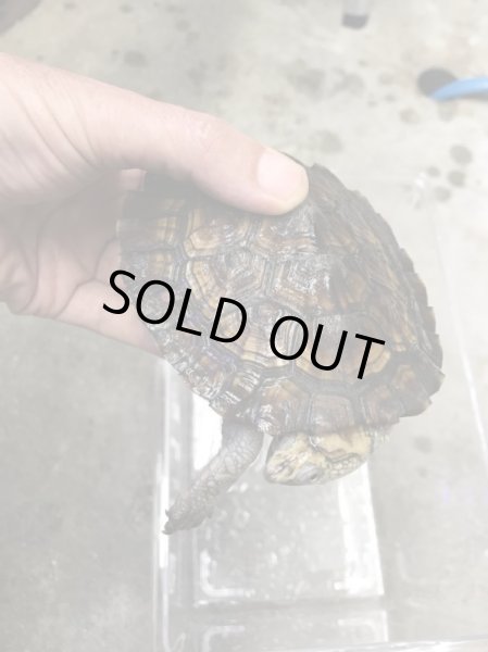 画像2: ノコヘリカブトガメ　甲長１１．５ｃｍ (2)