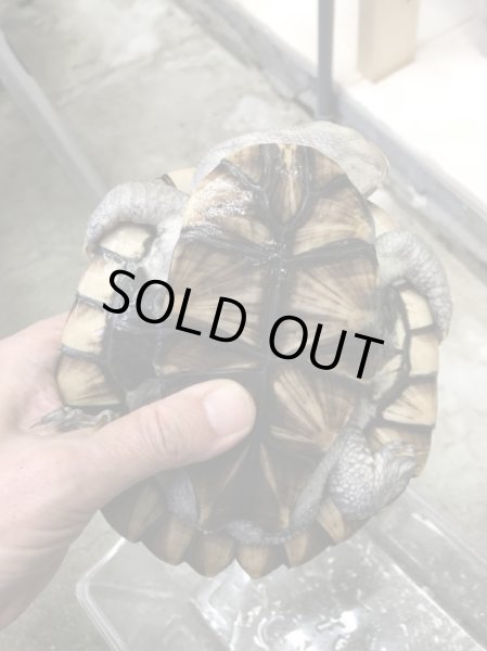 画像3: ノコヘリカブトガメ　甲長１６ｃｍ (3)