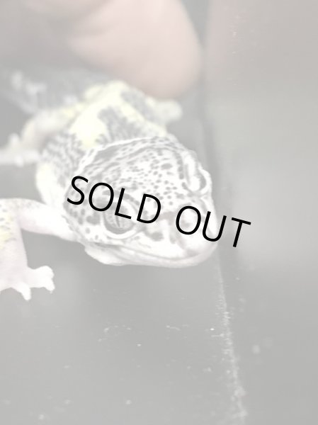 画像3: マックスノーレモンフロスト スティーブ サイクス (3)