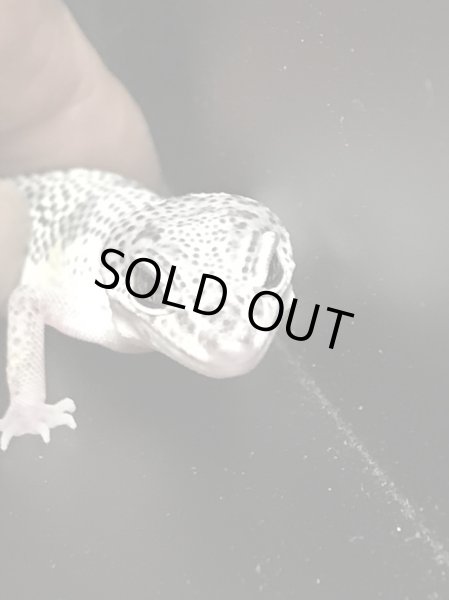 画像3: W&YマックスノーレモンフロストHetラプター スティーブ サイクス (3)