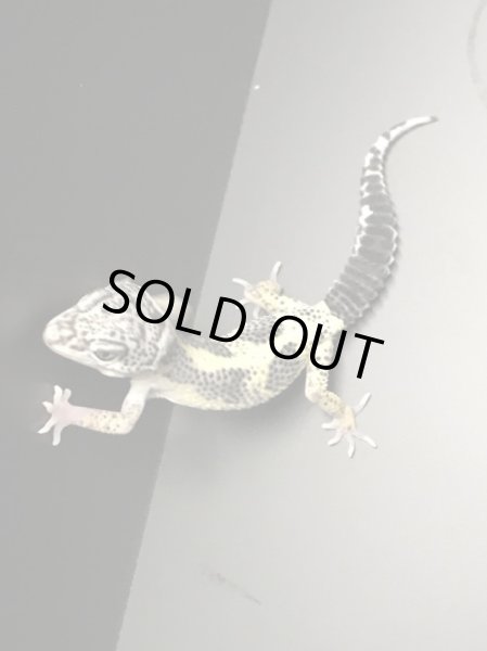 画像2: マックスノーレモンフロスト スティーブ サイクス (2)