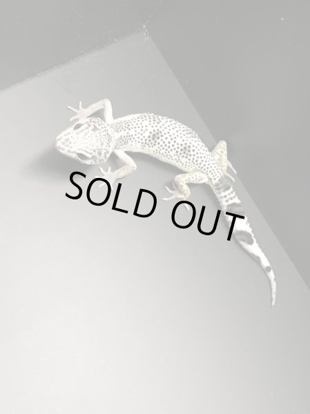 画像2: W&YマックスノーレモンフロストHetラプター スティーブ サイクス (2)