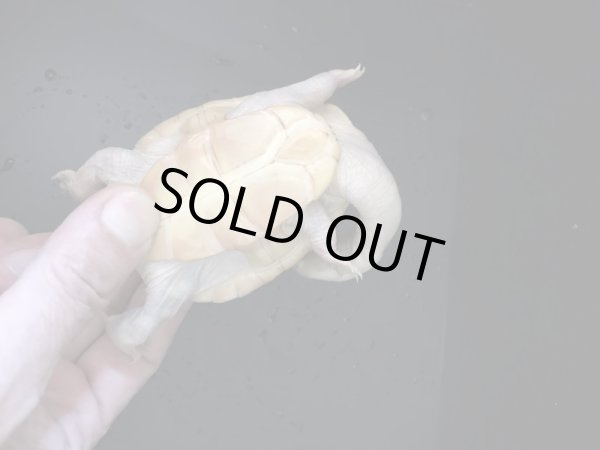 画像4: ジーベンロックナガクビガメ　ハイポメラニスティック (4)