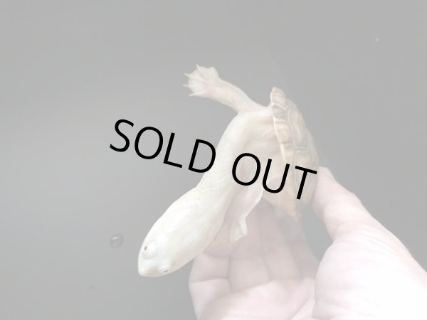 画像3: ジーベンロックナガクビガメ　ハイポメラニスティック (3)