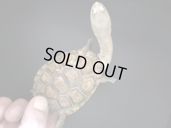 画像2: ジーベンロックナガクビガメ　ハイポメラニスティック (2)