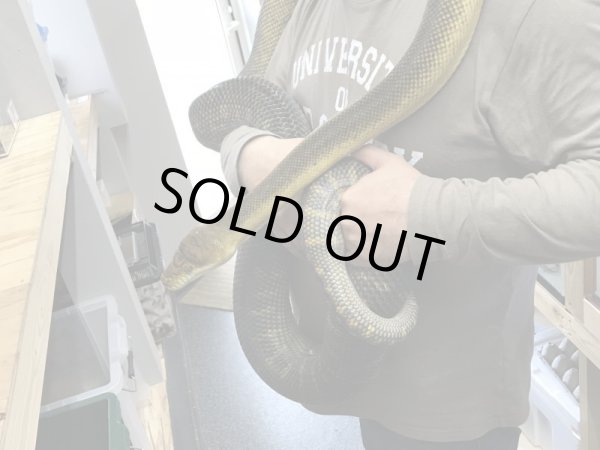 画像4: モルカンパイソン ♀ 約3m (4)