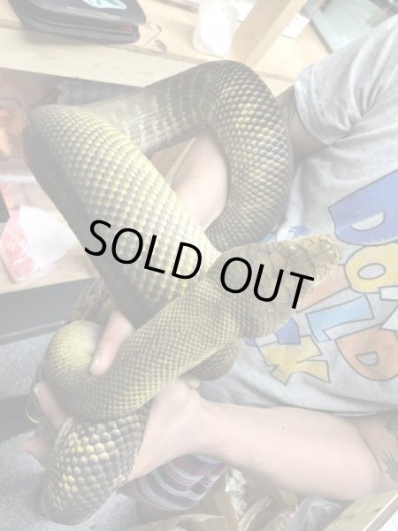 画像4: モルカンパイソン ゴールドスクラブ♀ 280cm (4)