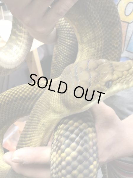 画像2: モルカンパイソン ゴールドスクラブ♀ 280cm (2)