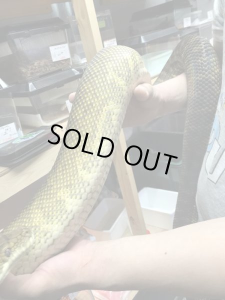 画像3: モルカンパイソン ゴールドスクラブ♀ 280cm (3)