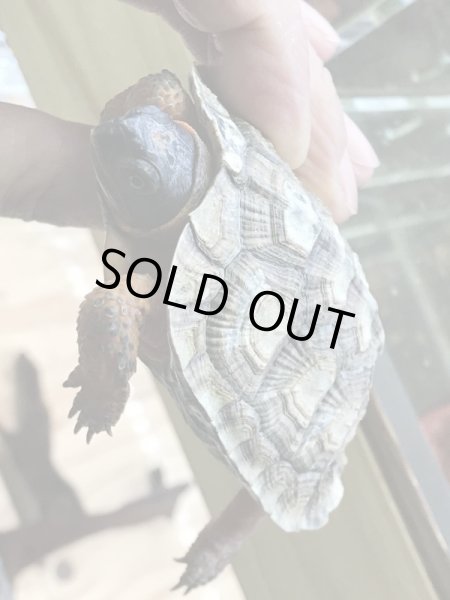 画像4: モリイシガメ 甲長85mm (4)