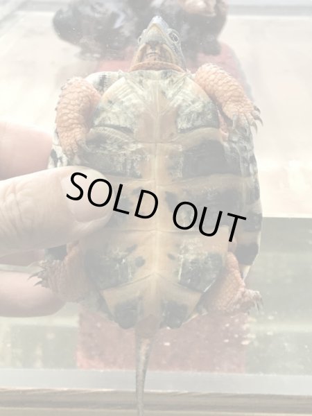 画像3: モリイシガメ 甲長85mm (3)