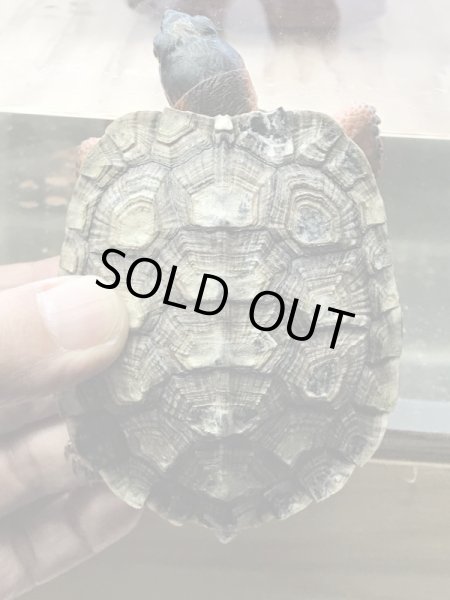 画像2: モリイシガメ 甲長85mm (2)