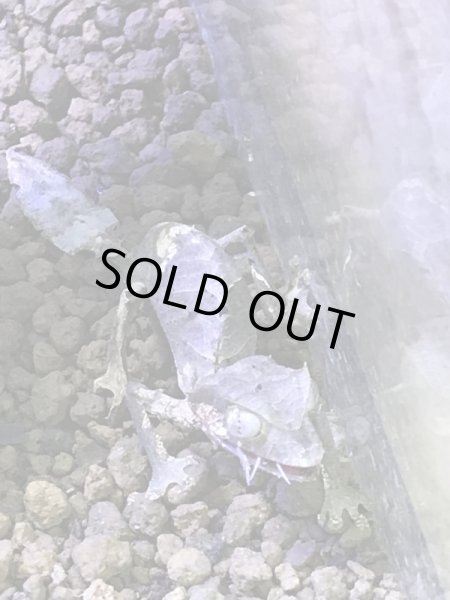 画像5: エダハへラオヤモリ (5)