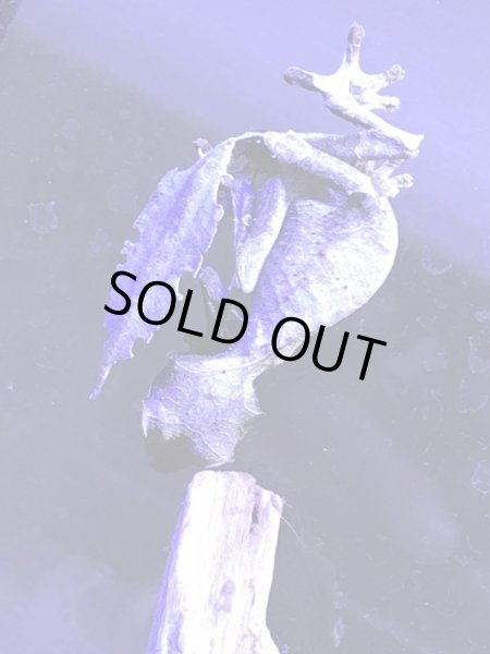 画像4: エダハへラオヤモリ (4)