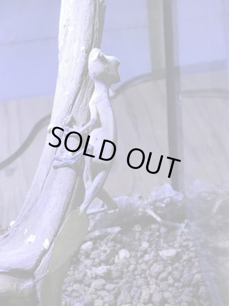 画像2: エダハへラオヤモリ (2)