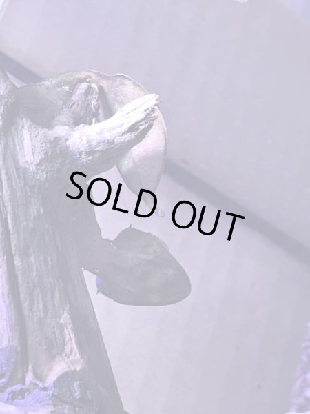 画像3: エダハへラオヤモリ (3)