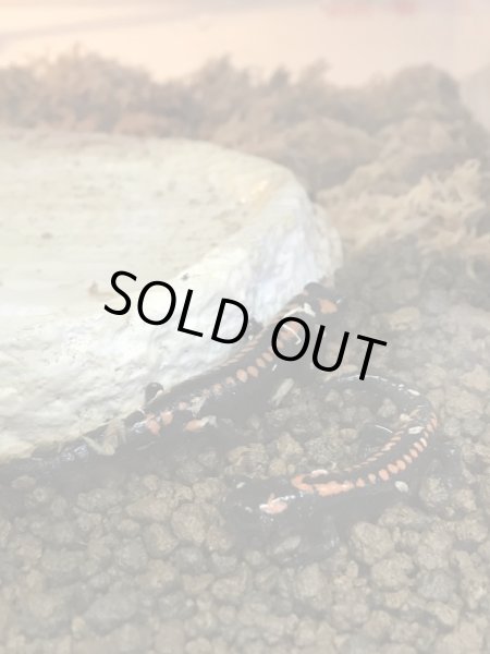 画像3: ベルサラマンダー (3)