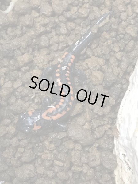 画像2: ベルサラマンダー (2)