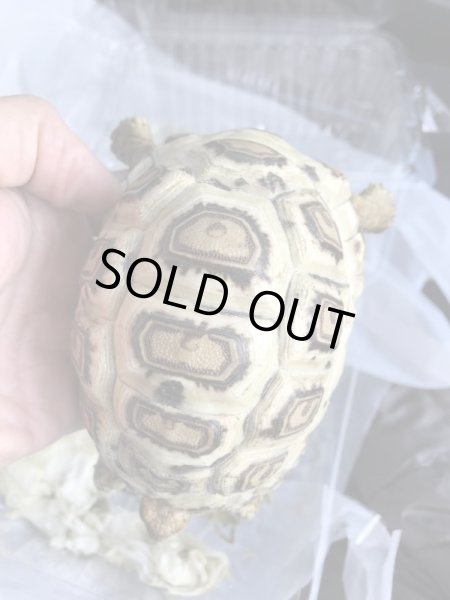 画像2: 国内CB　ソマリアヒョウモンリクガメ (2)