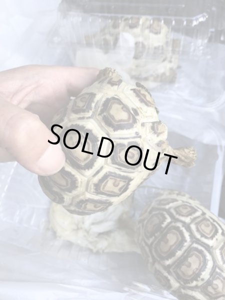 画像6: 国内CB　ソマリアヒョウモンリクガメ (6)