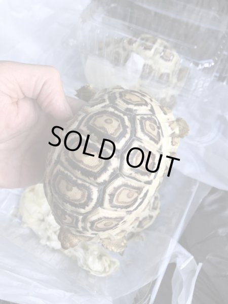 画像4: 国内CB　ソマリアヒョウモンリクガメ (4)