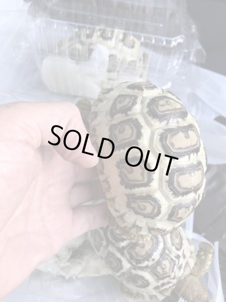 画像5: 国内CB　ソマリアヒョウモンリクガメ (5)