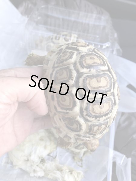 画像3: 国内CB　ソマリアヒョウモンリクガメ (3)