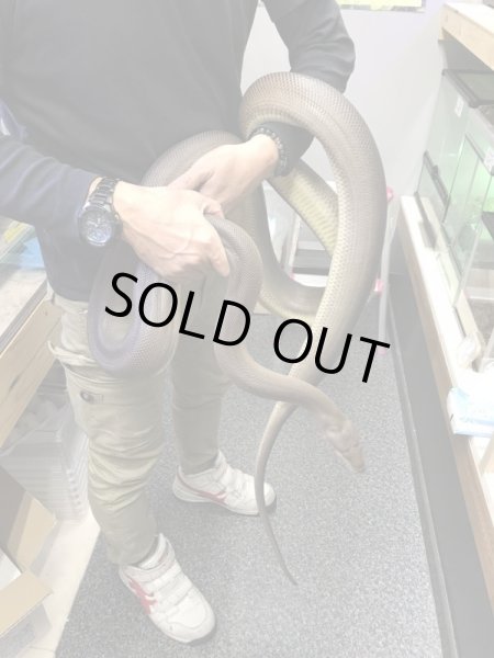 画像3: オリーブパイソ♀ 270cm (3)