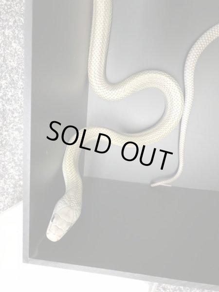 画像2: スーパーパターンレス アオダイショウ♂セミアダルト (2)