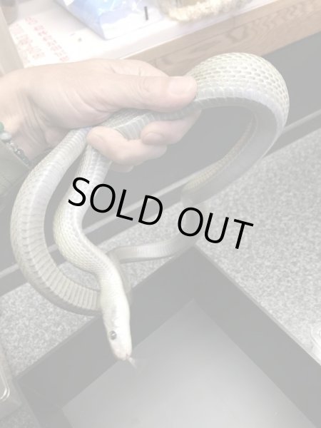 画像4: スーパーパターンレス アオダイショウ♂セミアダルト (4)