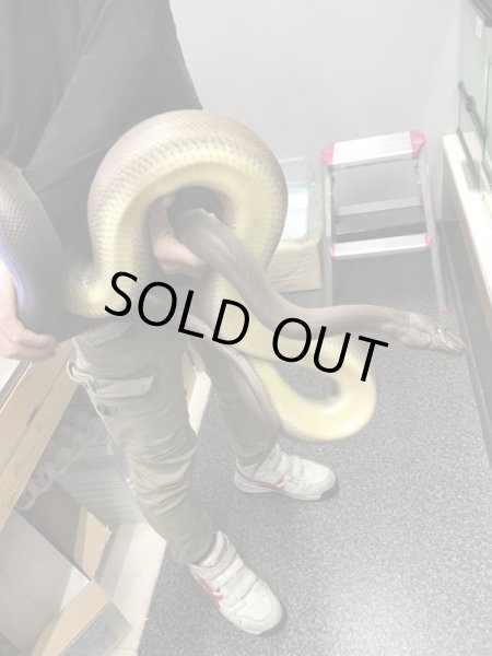 画像4: オリーブパイソ♀ 270cm (4)