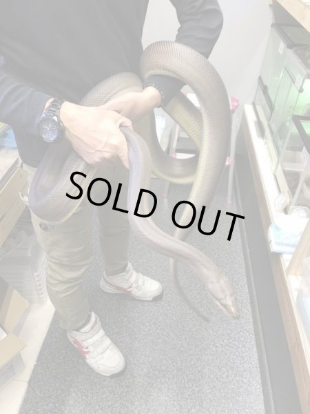 画像2: オリーブパイソ♀ 270cm (2)