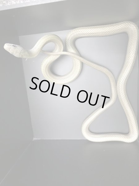 画像3: スーパーパターンレス アオダイショウ♂セミアダルト (3)