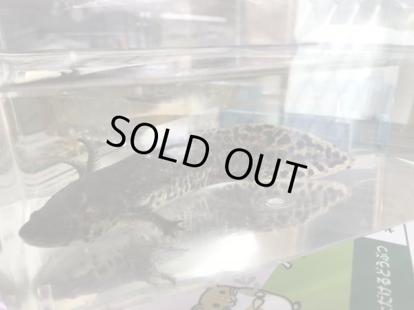 画像2: アンダーソンサラマンダー 17cm (2)