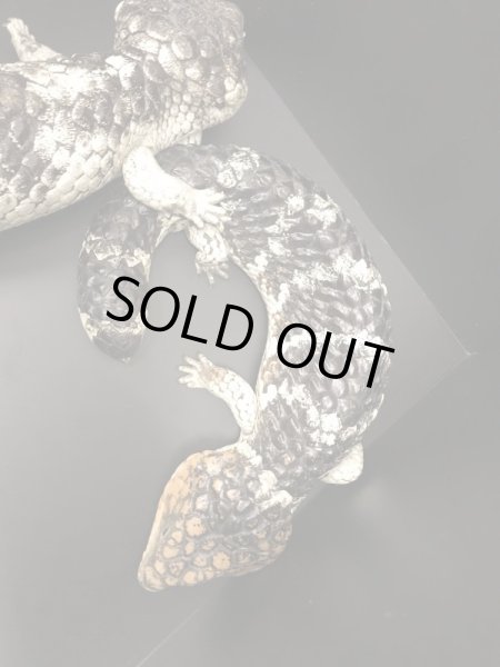 画像2: マツカサトカゲ　ルゴッサス CBペア (2)