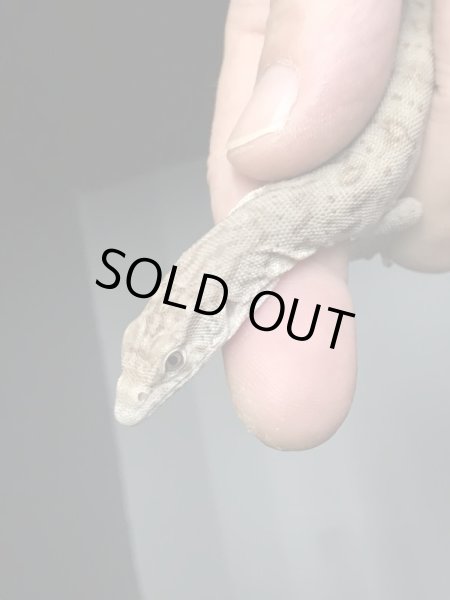 画像5: ギレニーオオトカゲ (5)