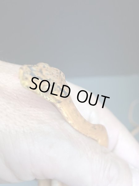 画像3: アマゾンツリーボア カラー 国内CB(1) (3)