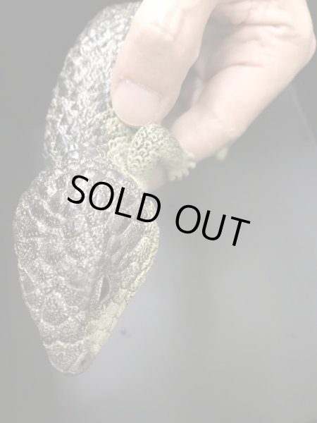 画像6: マツカサトカゲ　コノーウィ CBペア (6)