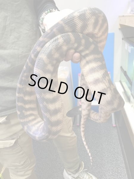 画像4: ズグロパイソン Hetアザン 210cm ♂ (4)