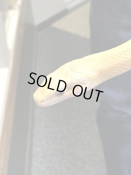 画像2: タイリクスジオ アルビノ CB セミアダルト♂ (2)