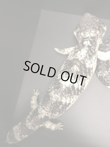 画像3: マツカサトカゲ　ルゴッサス CBペア (3)