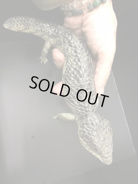 画像5: マツカサトカゲ　コノーウィ CBペア (5)