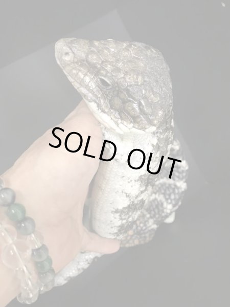 画像4: マツカサトカゲ　ルゴッサス CBペア (4)