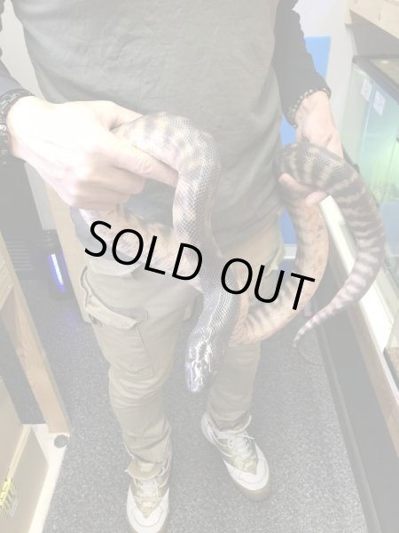 画像5: ズグロパイソン Hetアザン 210cm ♂ (5)