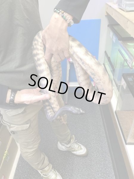 画像2: ズグロパイソン Hetアザン 210cm ♂ (2)